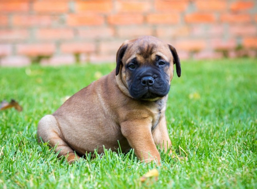 Bullmastiff: 10 Essential Things to Know Before Buying