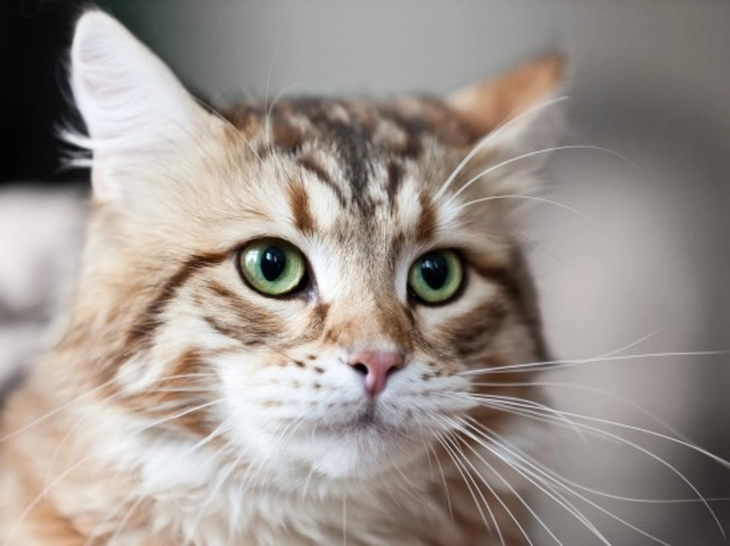 The Cat’s Whiskers: Fascinating Facts & Care Guide