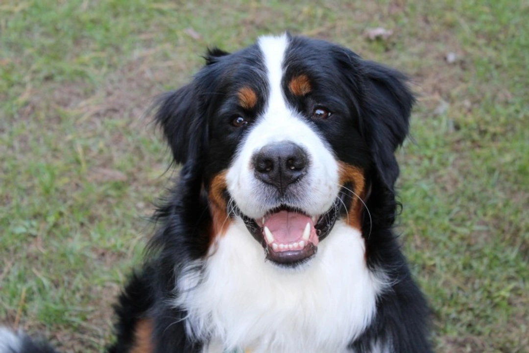 Hypomyelinogenisis in Dogs: Causes, Signs & Living With