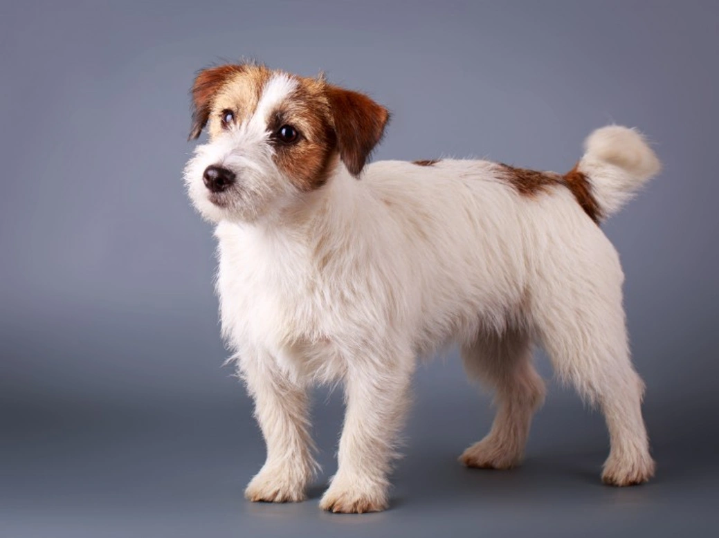 5 Key Personality Traits of the Jack Russell Terrier