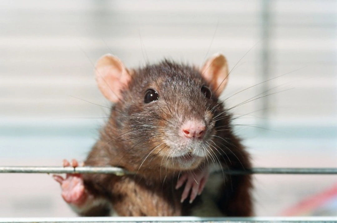 How to Spot If Your Pet Rat Is Too Hot or Too Cold