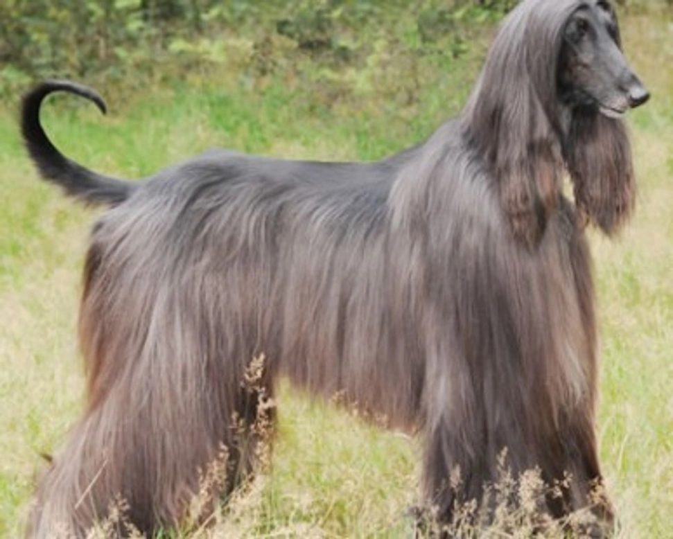 I Levrieri, essenza di grazia, eleganza e caratteristiche particolari