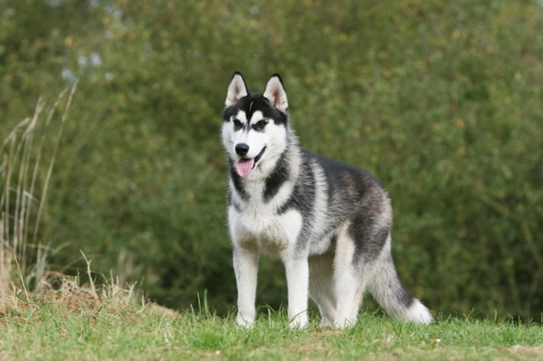 Five of the Most Commonly Misunderstood Dog Breeds