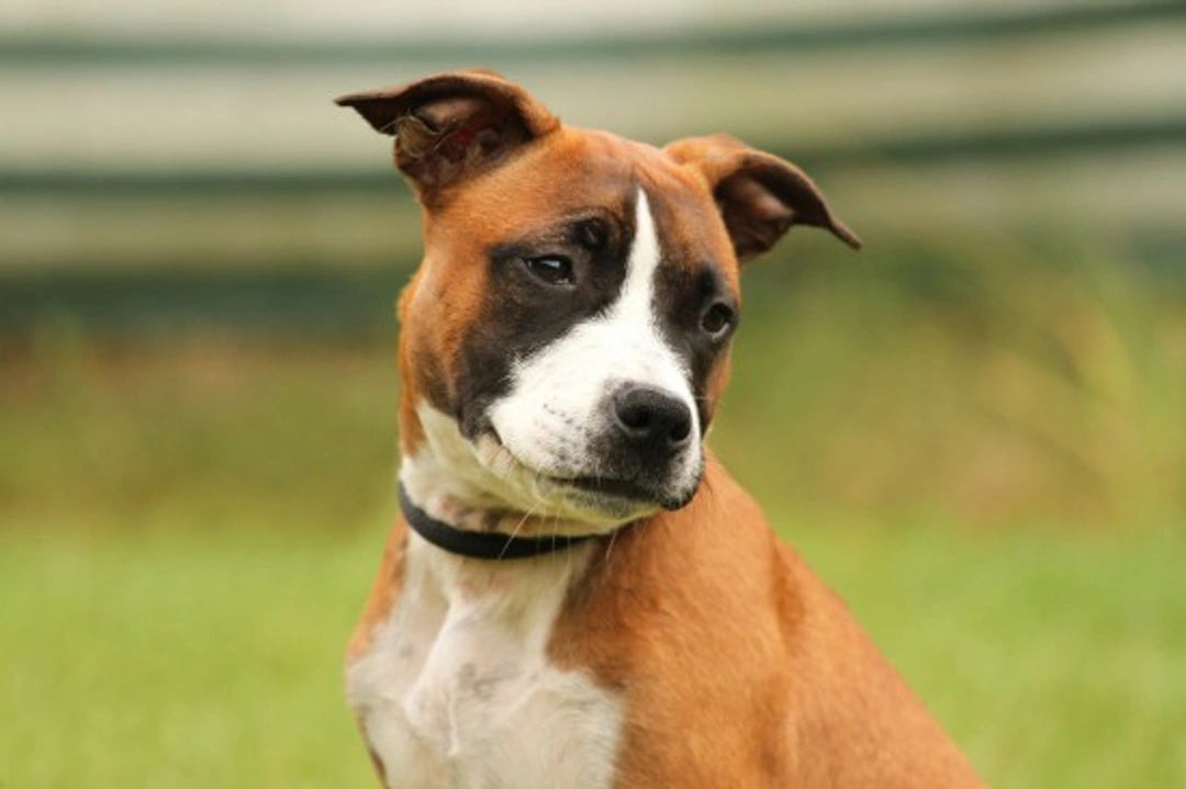 Common Health Issues in Bull Breed Dogs: What to Know