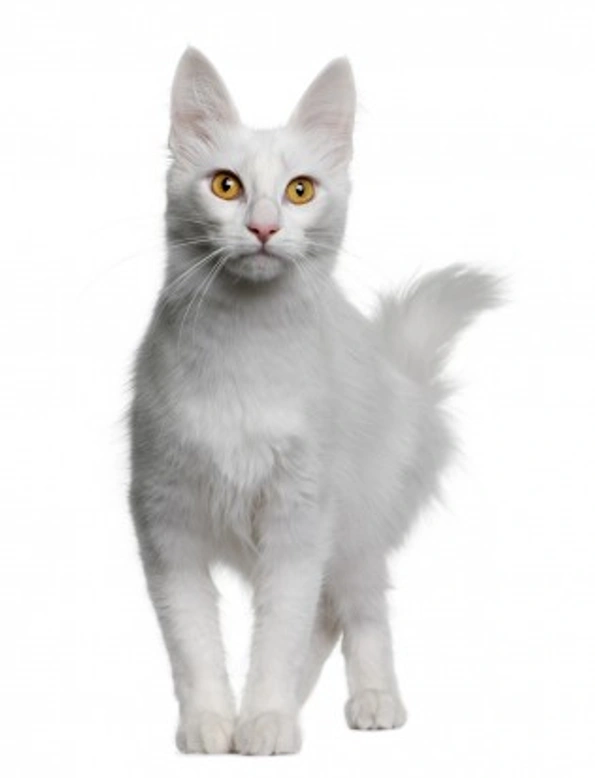 White Cats and Deafness: Understanding the Risks and Care