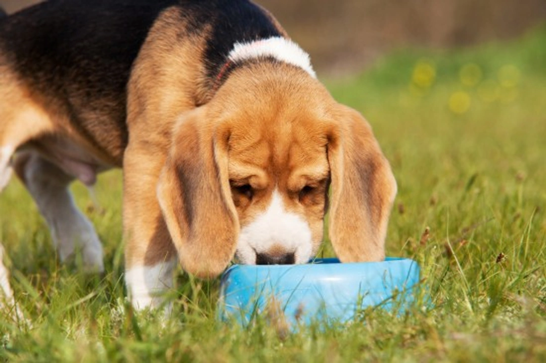 10 Golden Rules Every Dog Owner Should Follow When Feeding