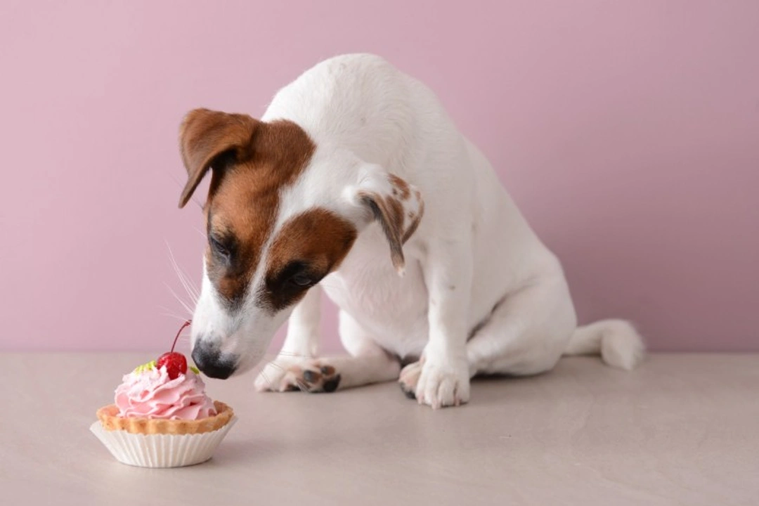 5 Things You Shouldn’t Do to Celebrate Your Dog’s Birthday