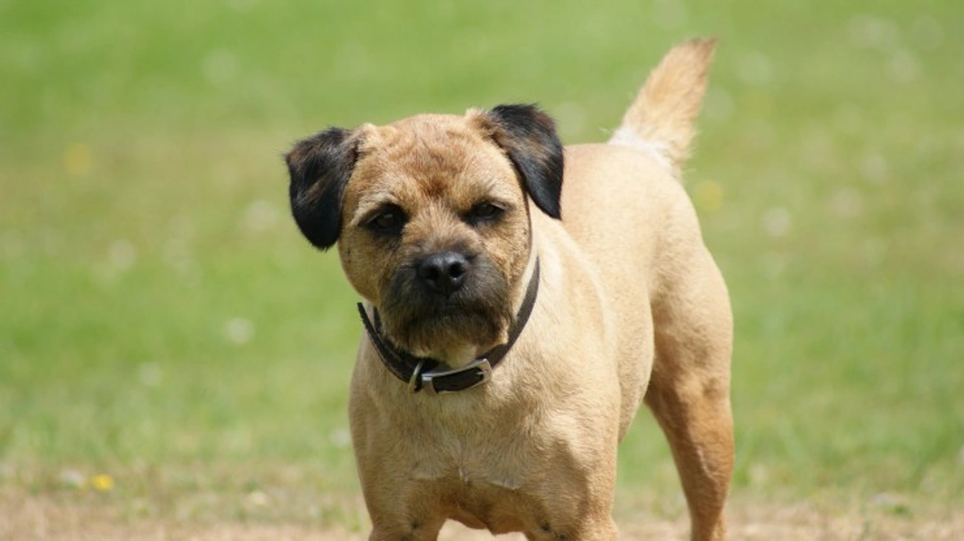 Are Lifespans of Popular Purebred Dog Breeds in the US Declining?