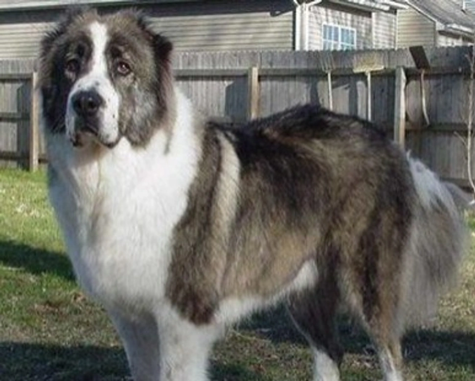 Pastore del Caucaso e Pastore Siberiano sono la stessa razza?