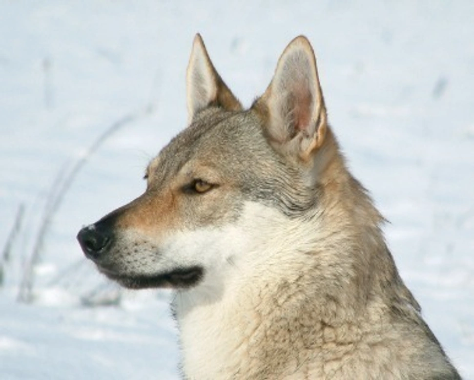 Cane lupo: cecoslovacco, italiano, di Saarloos, di Kunming, americano