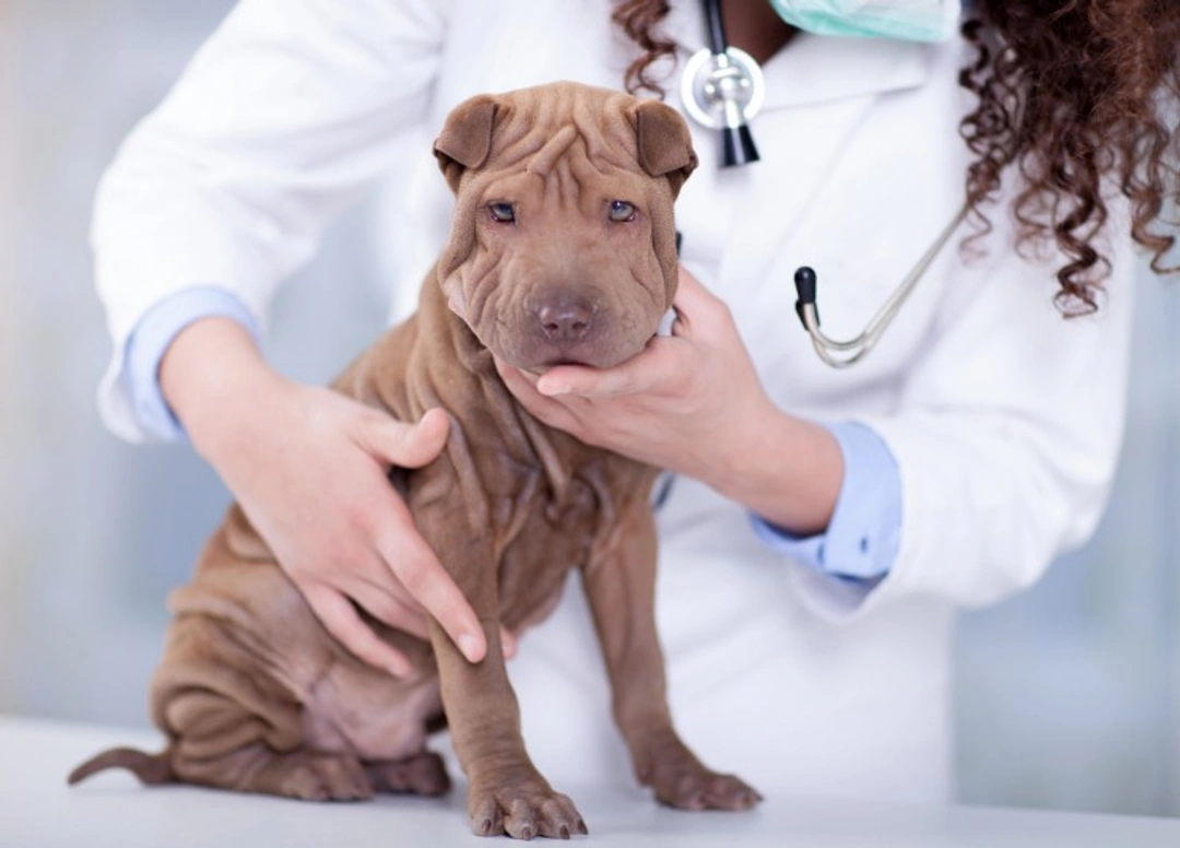 4 Essential Canine Care Tips from Your Veterinary Nurse