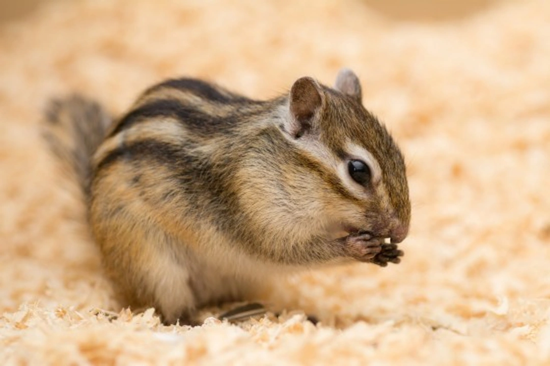 Chipmunks as Pets: Complete Care Guide & Tips
