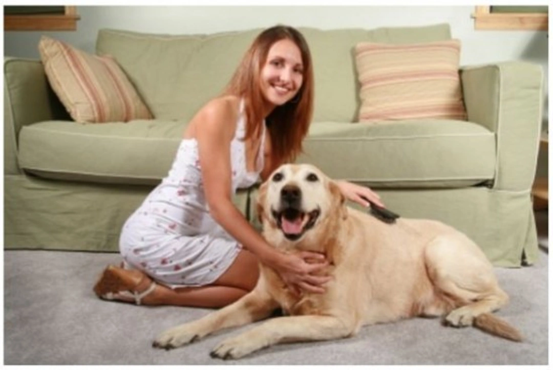 Cómo cepillar a tu perro