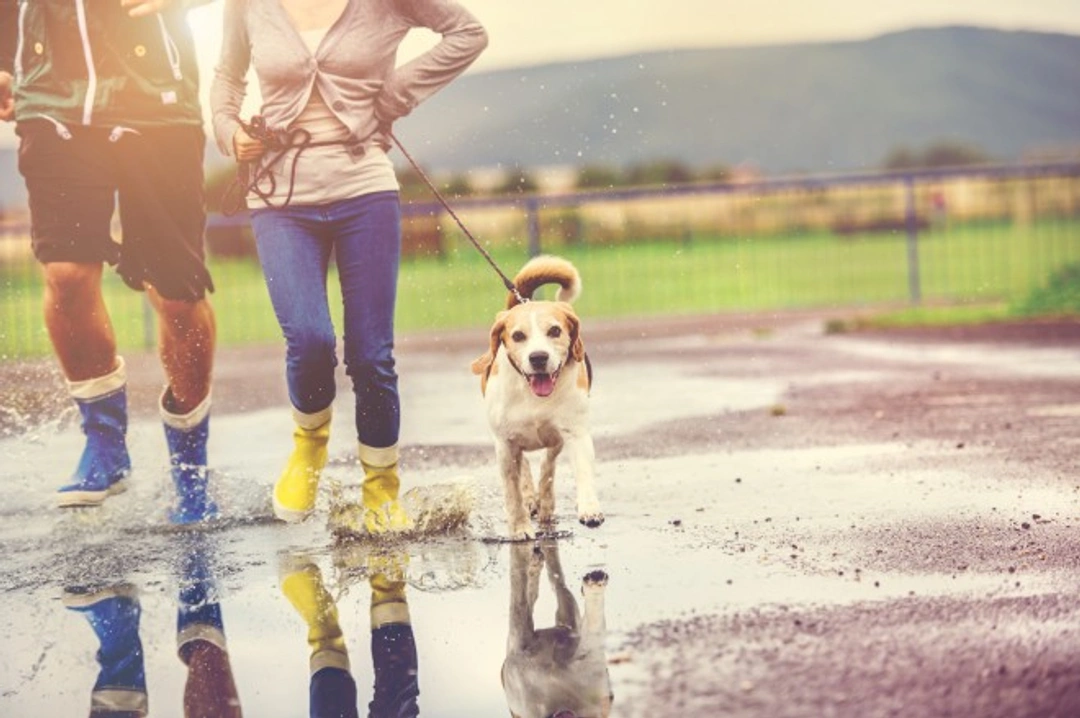 Top Tips for Walking Your Dog in the Rain