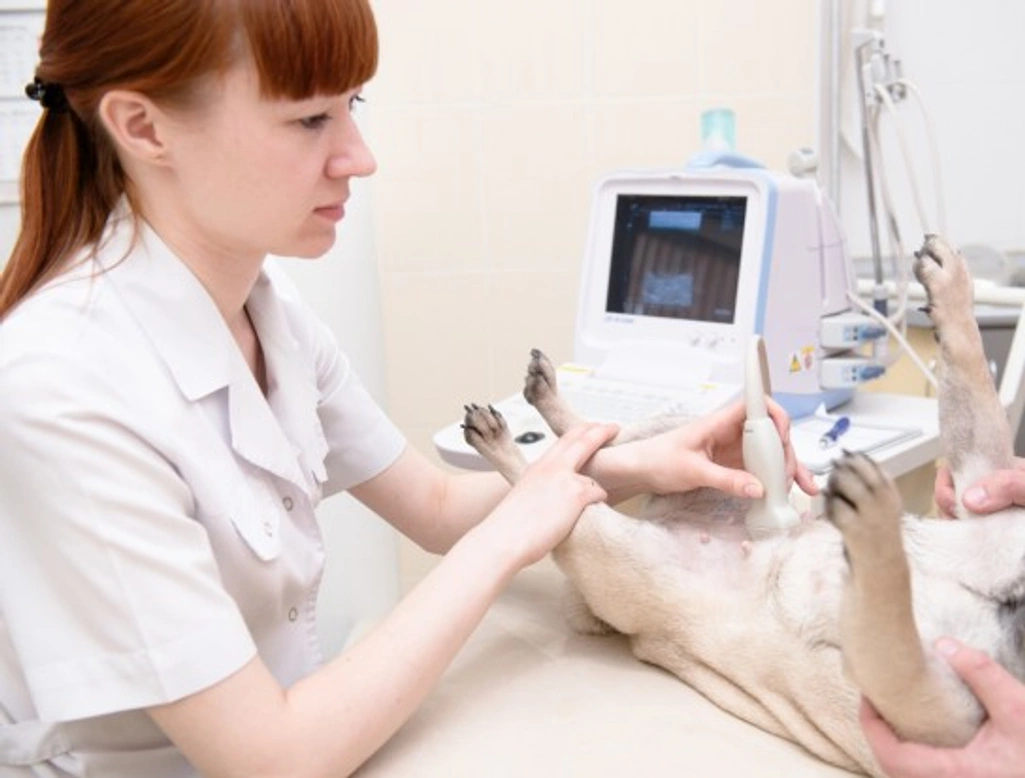 How to Handle Unwanted Pregnancies in Dogs Safely