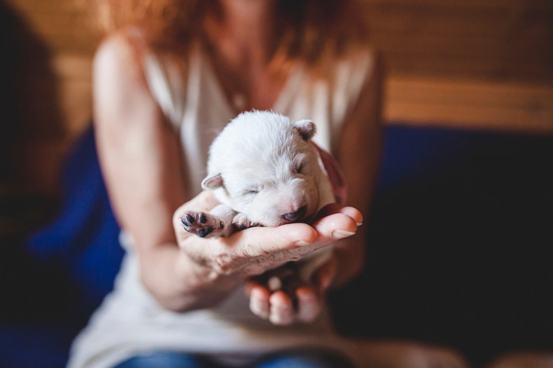 Become a Licensed Dog Breeder UK: A Guide