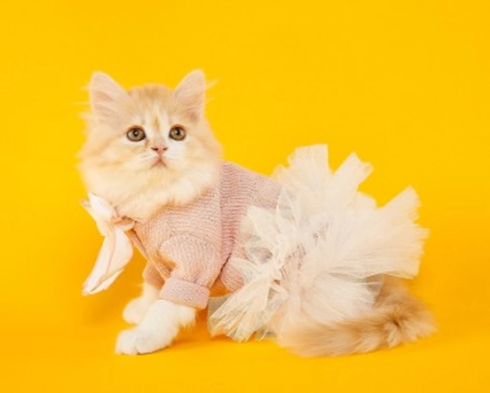 Gattini in regalo, cosa chiedere prima dell'adozione?