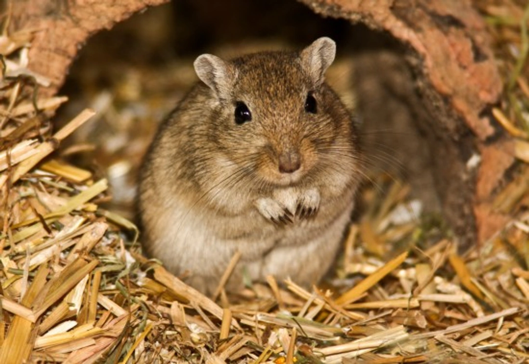 The Lovely Mongolian Gerbil: Care and Facts Guide