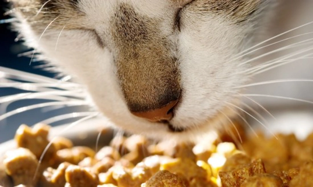Famished felines: Recognising and managing cat hyperthyroidism