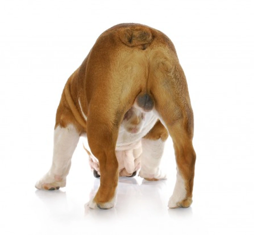 Common Anal Gland Problems in Dogs: Symptoms and Solutions