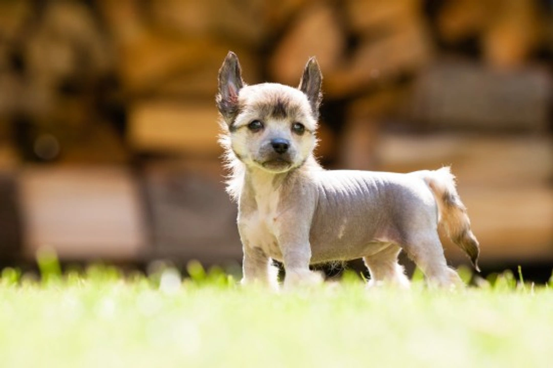 Hairless Chinese Crested Dog Care and Health Guide