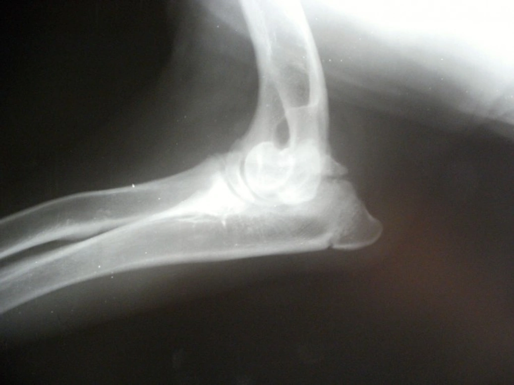 Testing for Elbow Dysplasia in Dogs: Breed Risks & Screening