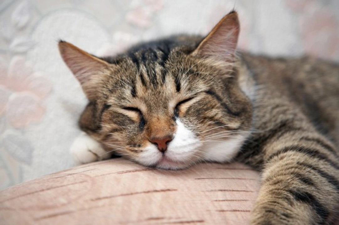 4 Ways to Support Your Cat's Comfort in Senior Years