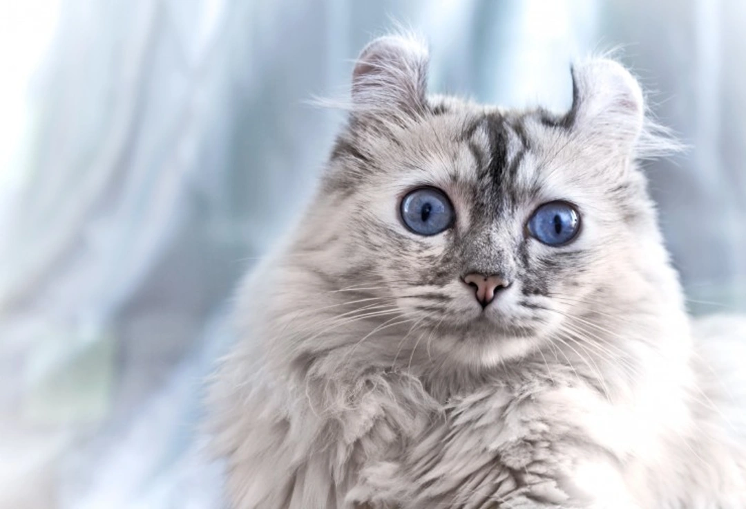 Top Cat Breeds with Cute Tufted Ears and Charming Personalities