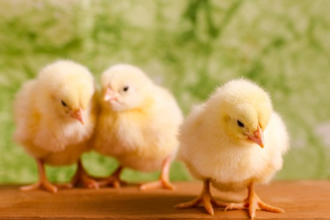 How to Raise Healthy Chicks: A Step-by-Step Guide