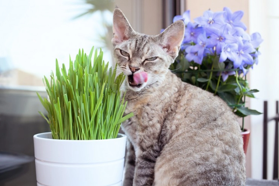 Safe Herbs for Cats: Benefits and Usage Guide