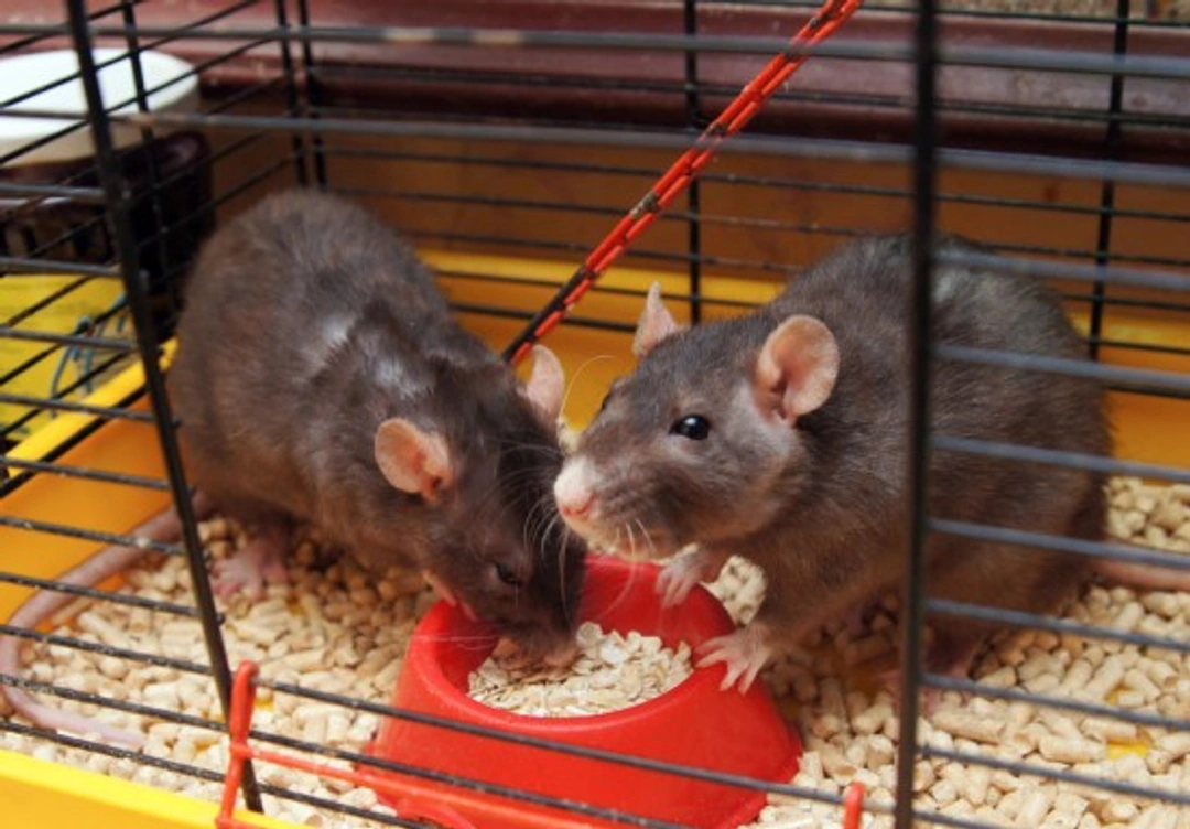 How to Teach Your Rat Tricks: Step-by-Step Guide
