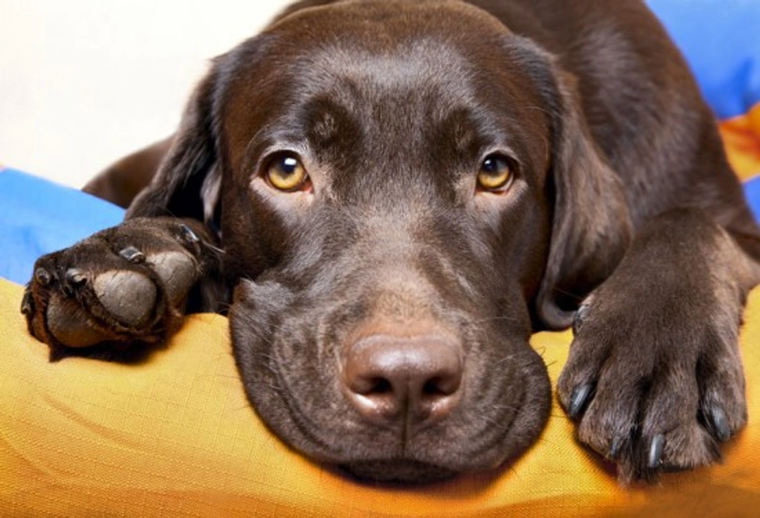 Cancer in Cats and Dogs: Causes, Signs & Treatment