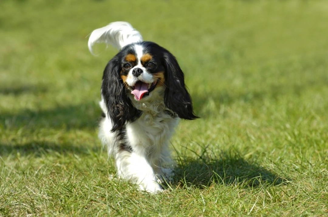 Heart Murmurs in Cavalier King Charles Spaniels: Causes & Care