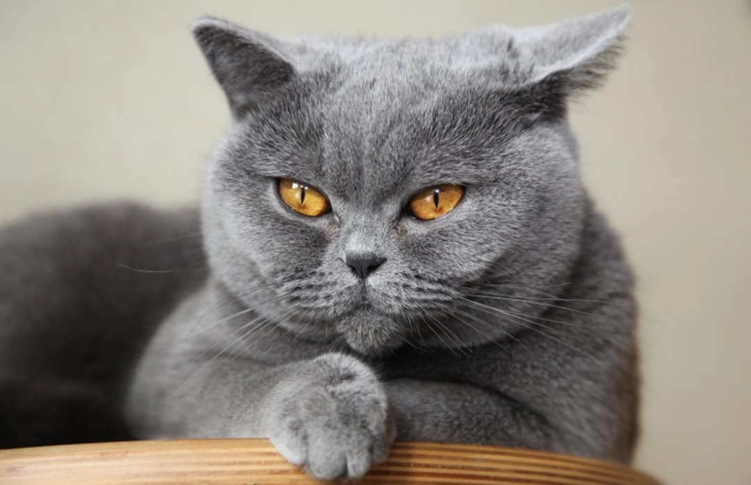Introducing the British Shorthair: UK’s Favourite Cat Breed
