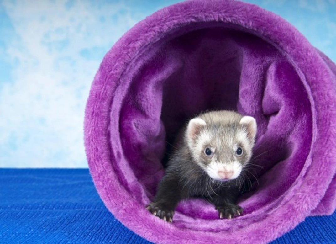 Best Games to Play with Your Ferret: Fun & Enrichment Tips