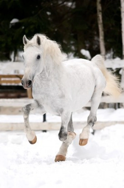 The History of the Lipizzan: An Aristocratic Ancient Horse Breed