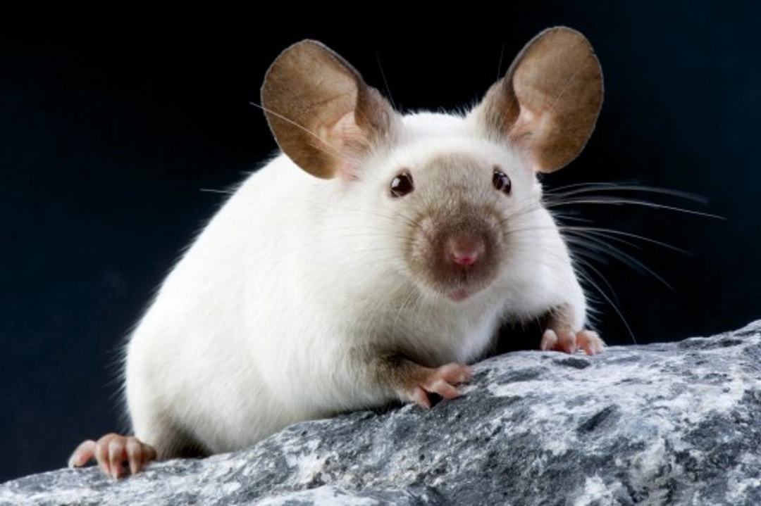 Fun & Fascinating Facts About Mice Pets
