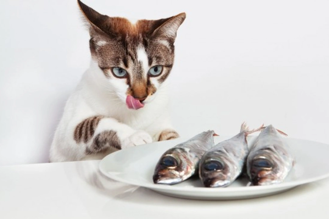 Dangerous Foods for Cats: A Complete Safety Guide