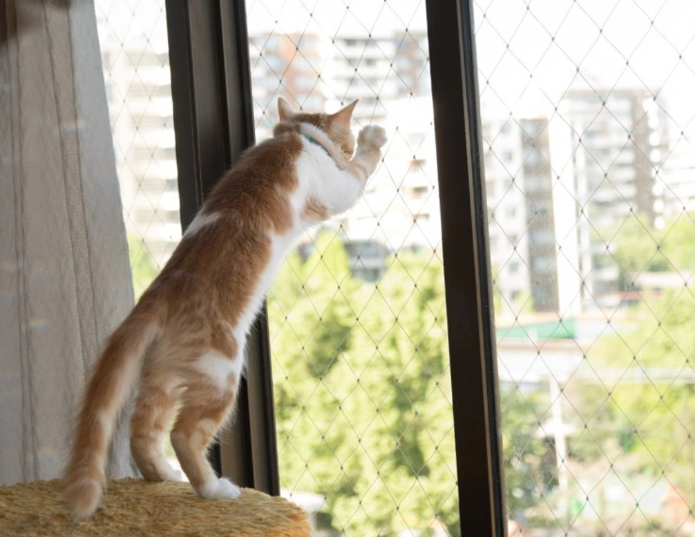 How to prevent your cat from falling if you live in a high-rise apartment
