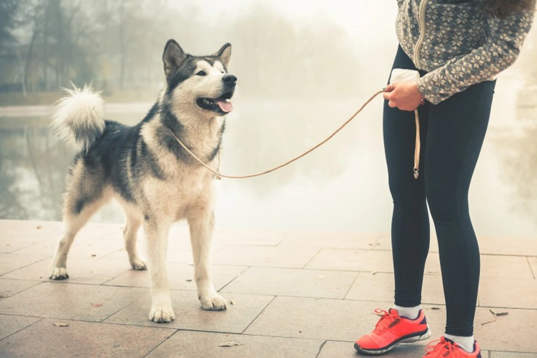 The benefits of jogging with your dog: 7 key advantages