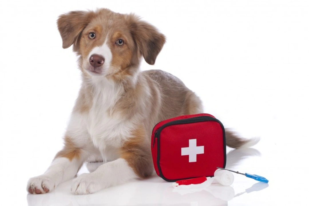 First-Aid Kits for Dogs: Essential Items You Must Have