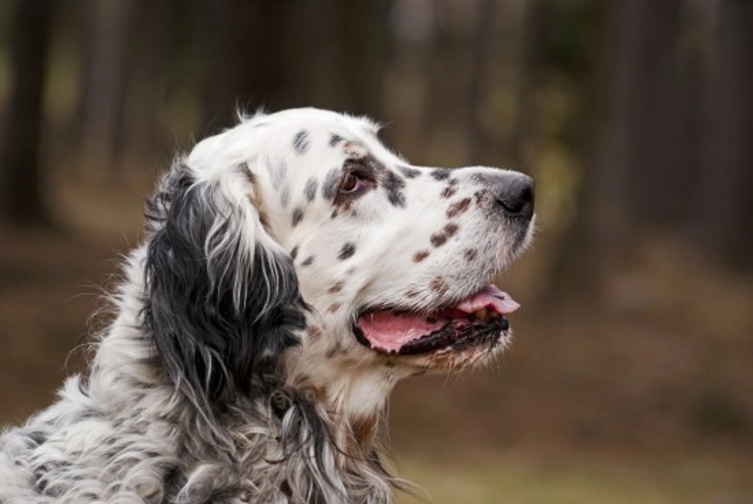 English Setter Hereditary Health and Longevity Guide