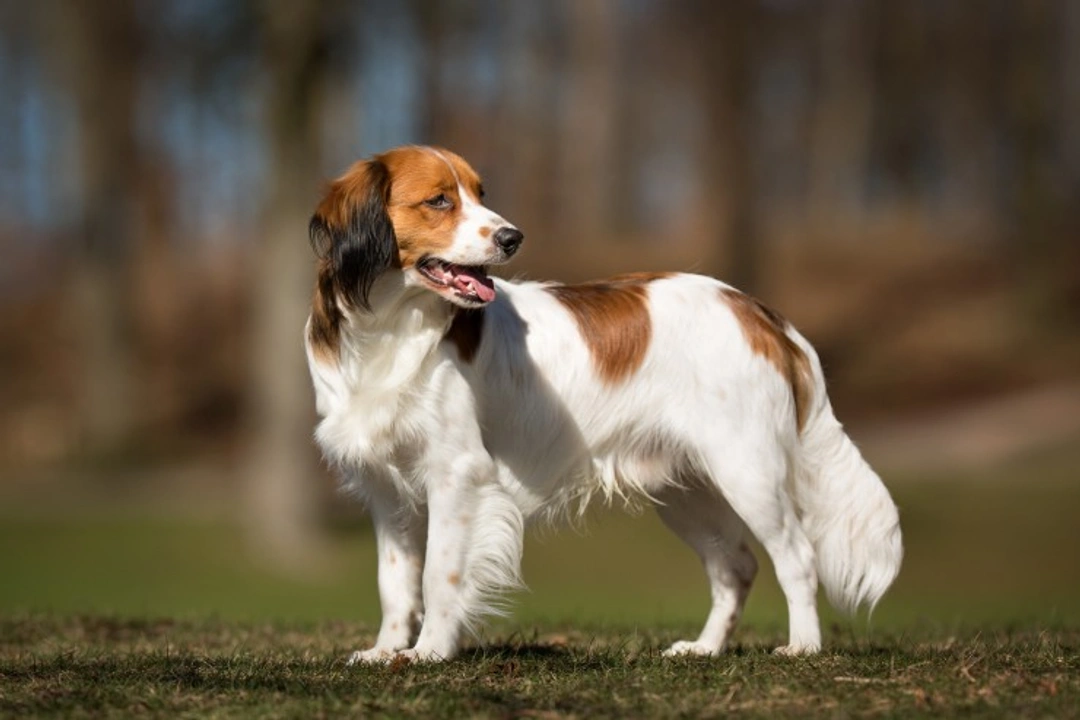 ENM (Hereditary Necrotising Myelopathy) in Kooikerhondje Dogs