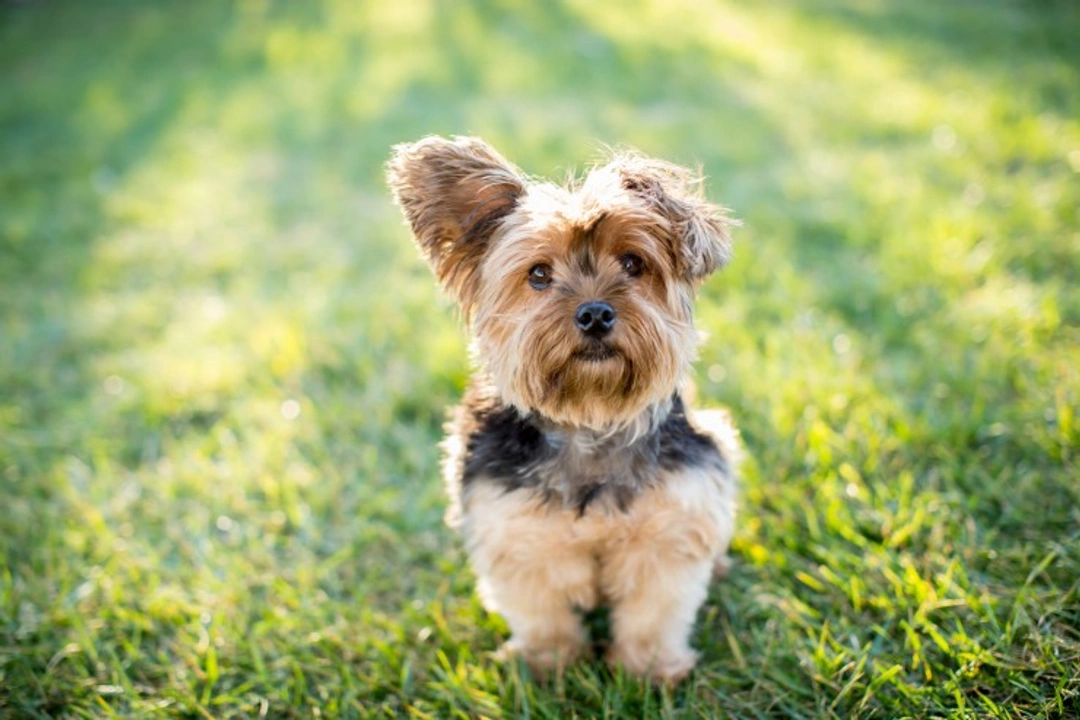 Seven signs your Yorkshire terrier is anxious or stressed