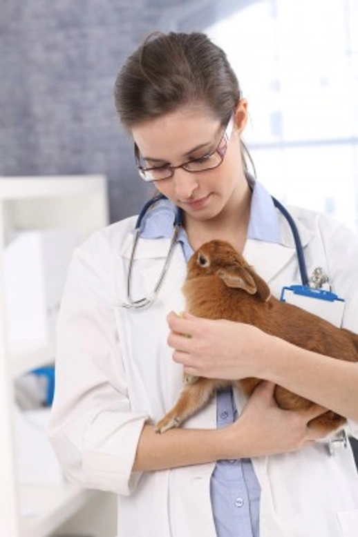Conjunctivitis in Rabbits: Signs, Causes & Treatment Guide