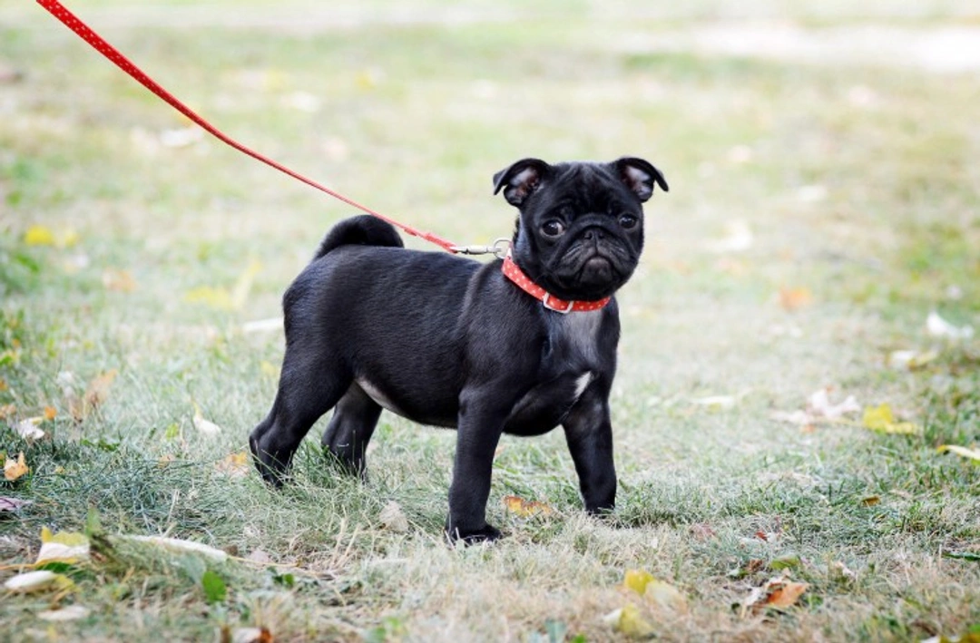 How to Train Your Puppy to Stop Pulling on the Lead