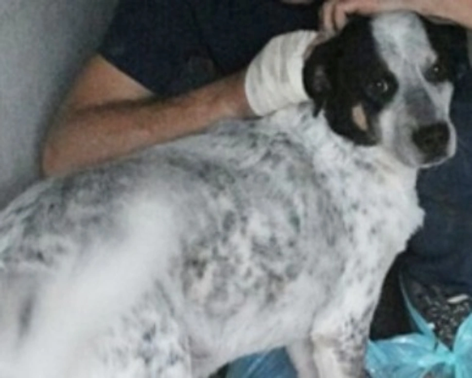 Adozioni cani: la storia di Nobby, coccolone di taglia grande