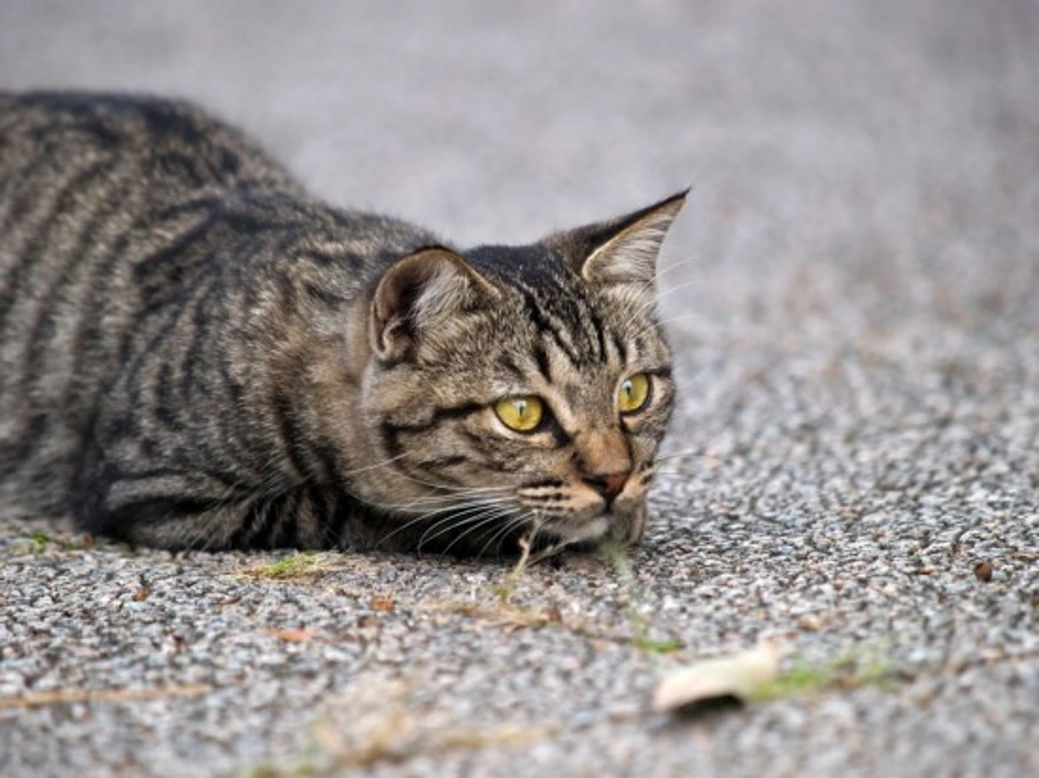 Controlling Your Cat’s Hunting Behaviour: Effective Tips