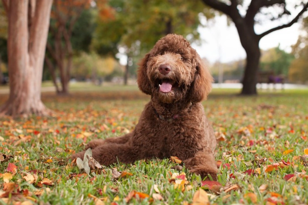 6 Healthier Dog Breeds with Long Life and Fewer Health Issues