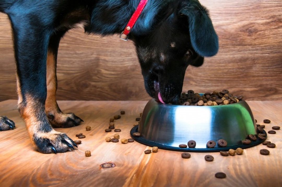 Five Feeding Tips to Keep Your Young Dog at a Healthy Weight
